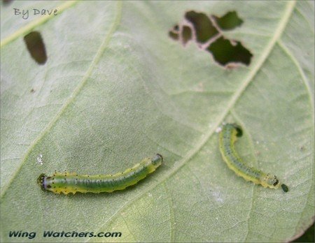 Sawfly larvae by Dave Pelletier