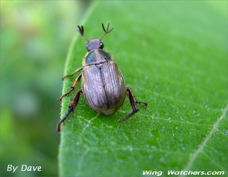 Scarab Beetle by Dave Pelletier