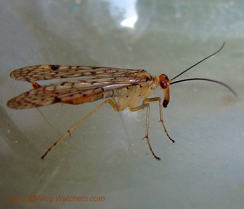 Scorpionfly by Dave Pelletier