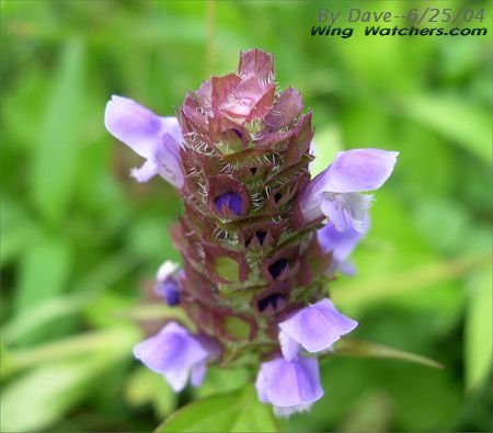 Selfheal