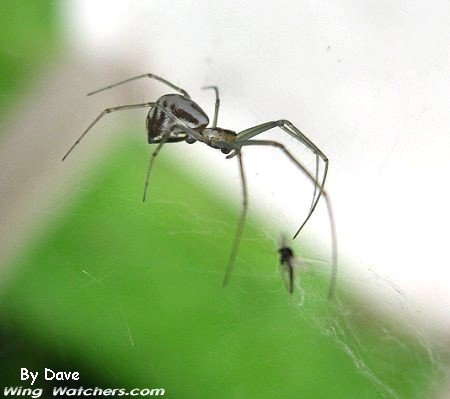 Sheetweb Spider by Dave Pelletier