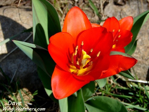 Showinner Tulip