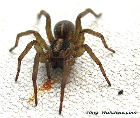 Wolf Spider species by Dave Pelletier