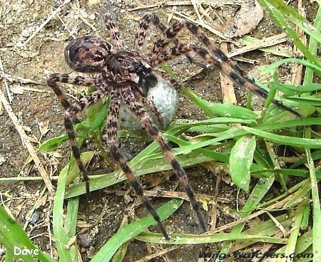 Fisher Spider with egg sack by Dave Pelletier