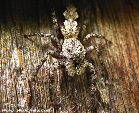 Species of Jumping Spider by Dave Pelletier