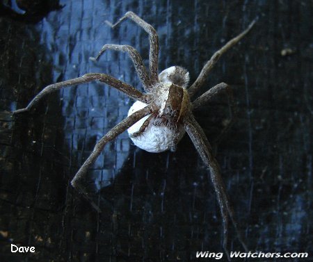 Nursery-web Spider with egg sack by Dave Pelletier