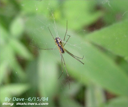 Sheetweb Spider (underside) by Dave Pelletier