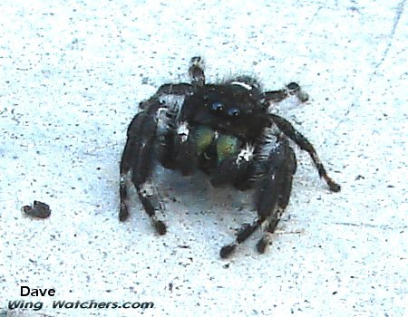 Bold Jumping Spider by Dave Pelletier