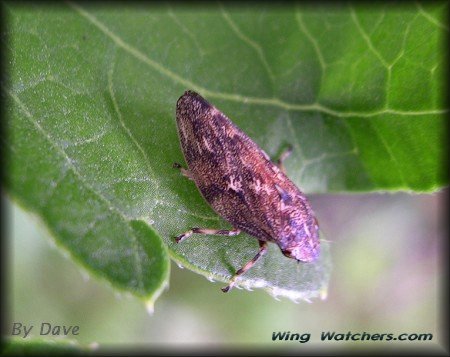 Meadow Spittlebug by Dave Pelletier