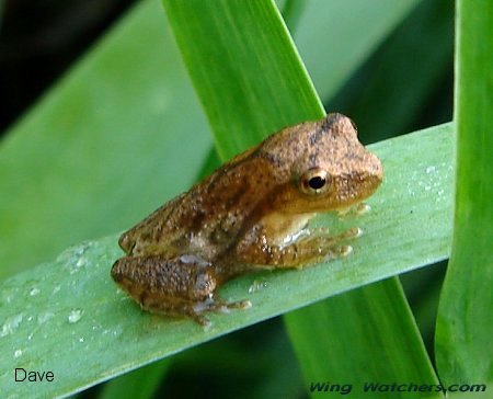 Spring Peeper by Dave Pelletier