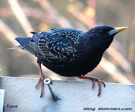 European Starling by Dave Pelletier