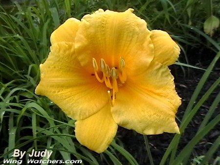 Stelladoro Daylily