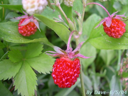 Wild Strawberries