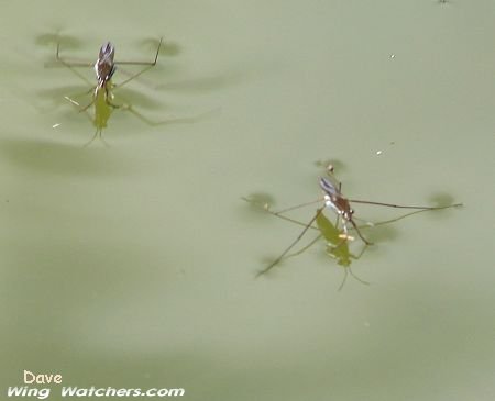 Water Striders by Dave Pelletier