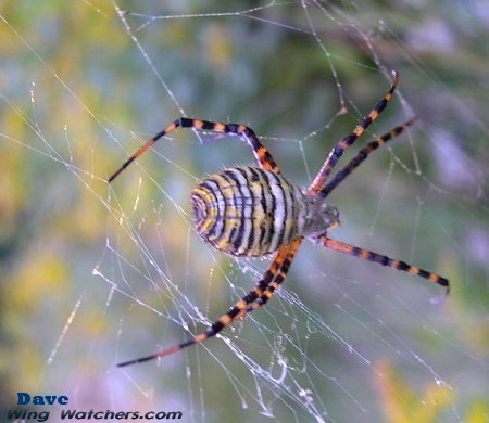 Banded Argiope by Dave Pelletier