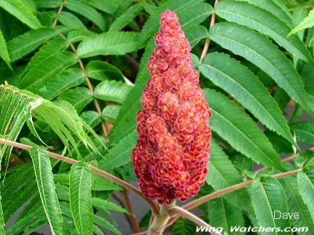 Sumac Frond