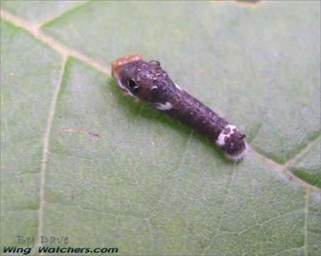 Spicebush Swallowtail larva by Dave Pelletier