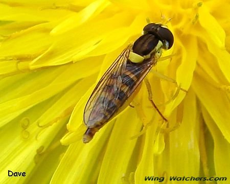 Syrphid Fly species by Dave Pelletier