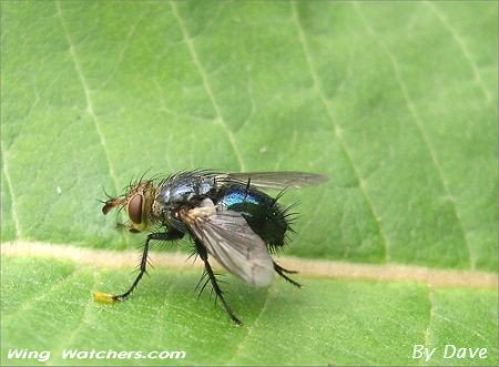 Tachinid Fly by Dave Pelletier