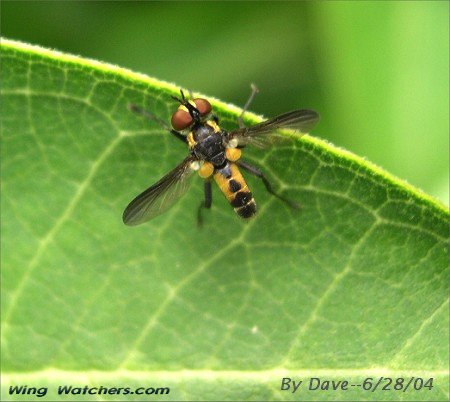 Tachinid Fly species by Dave Pelletier