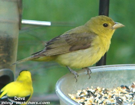 Scarlet Tanager (F) by Dave Pelletier