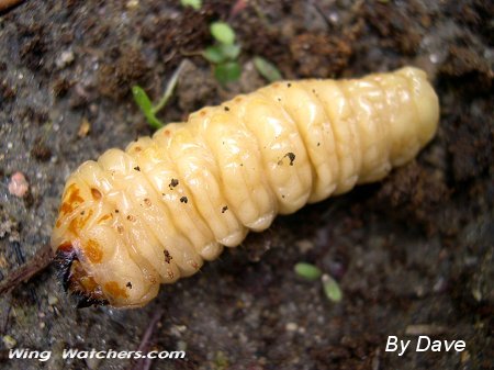 Possibe Net-wing Beetle larva by Dave Pelletier