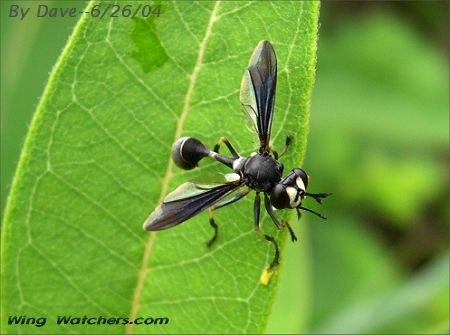 Thick-headed Fly by Dave Pelletier