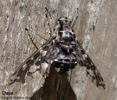 Tiger Bee Fly by Dave Pelletier