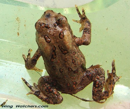 American Toad by Dave Pelletier