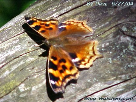 Compton's Tortoiseshell Butterfly by Dave Pelletier