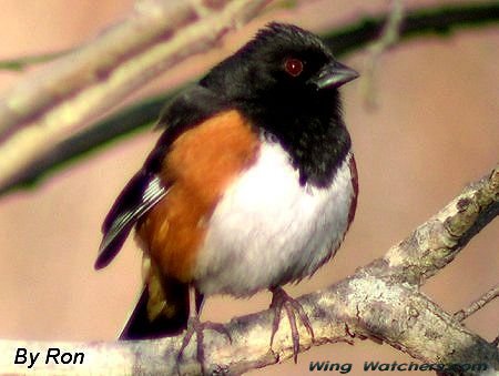 Eastern Towhee (M) by Ron Pelletier