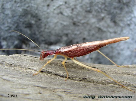 Two-spotted Tree Cricket by Dave Pelletier