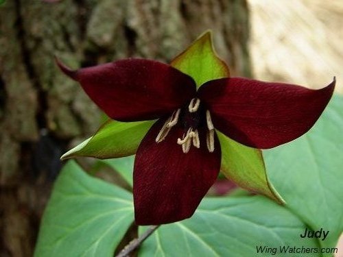 Trillium by Judy Pelletier