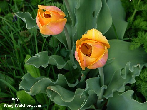 Apricot Tulips