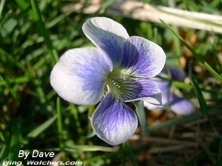 Common Blue Violet