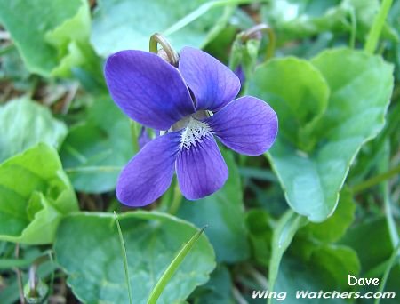 Common Blue Violet