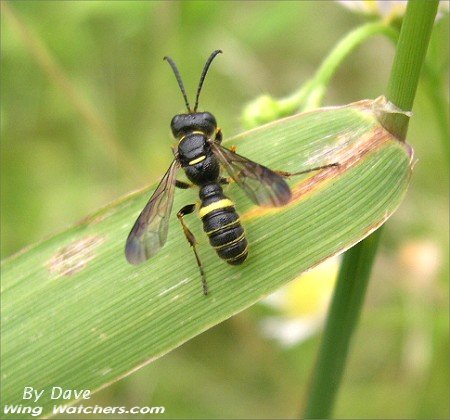 Weevil Wasp by Dave Pelletier