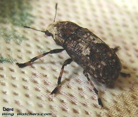 Fungus Weevil by Dave Pelletier