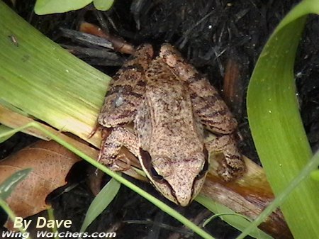 Wood Frog by Dave Pelletier