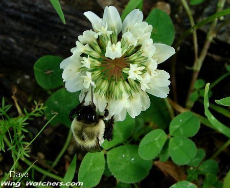 White Clover