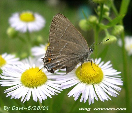 White M Hairstreak by Dave Pelletier