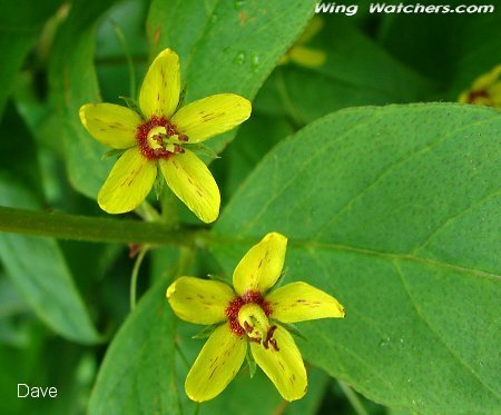 Whorled Loosestrife