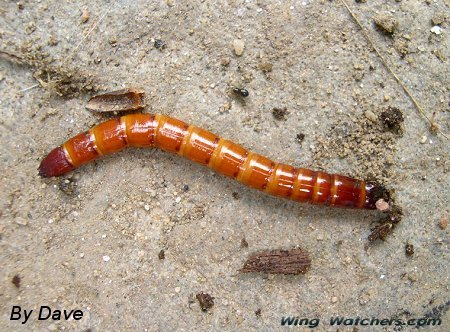 Wireworm, a Click Beetle larva by Dave Pelletier