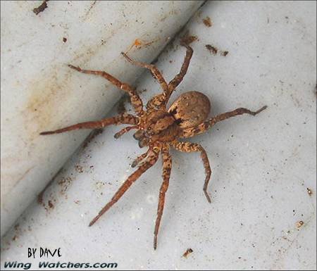 Wolf Spider species by Dave Pelletier