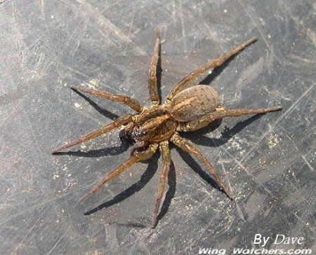 Wolf Spider species by Dave Pelletier