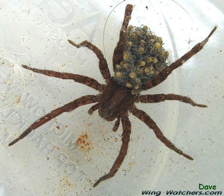 Wolf Spider with family on back by Dave Pelletier