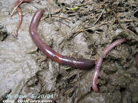 Garden Worms by Dave Pelletier