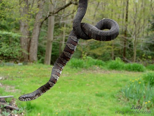 Northern Watersnake by Judy Pelletier