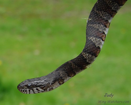 Northern Watersnake by Judy Pelletier