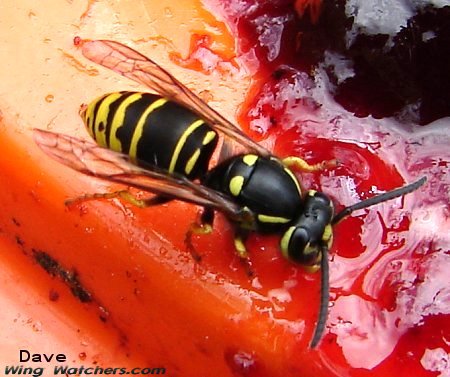 Yellow Jacket worker by Dave Pelletier